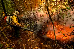 Investimento recorde vai garantir ao governo novos avanços na preservação ambiental - Foto: João Stangherin/Ibama